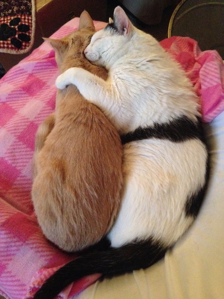 Barley & Pinkie