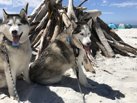 Jack and Spike