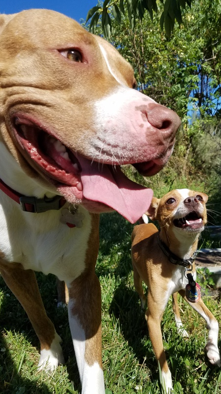 Mac and Chompy