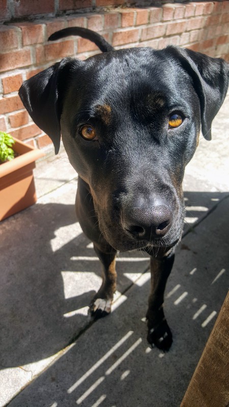 Harvey