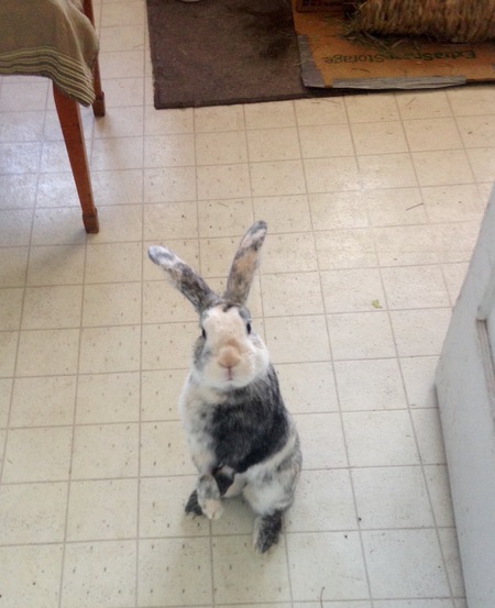 Mr. Bun Bun