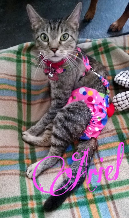Ariel