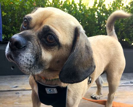 Mochi the Puggle