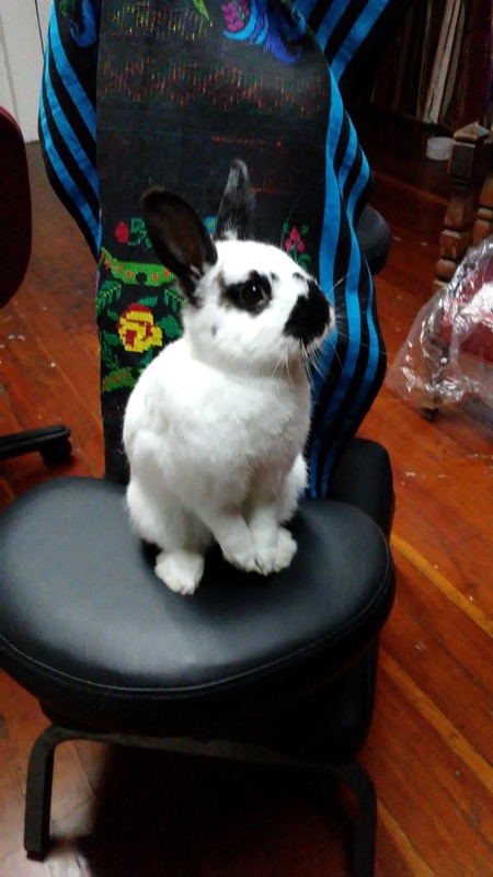 Stevie Wonderbun