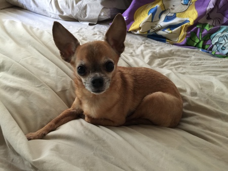 Lillybelle