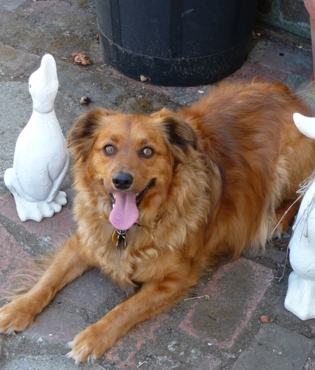 Louie Toller