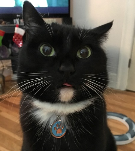 Ziggy 