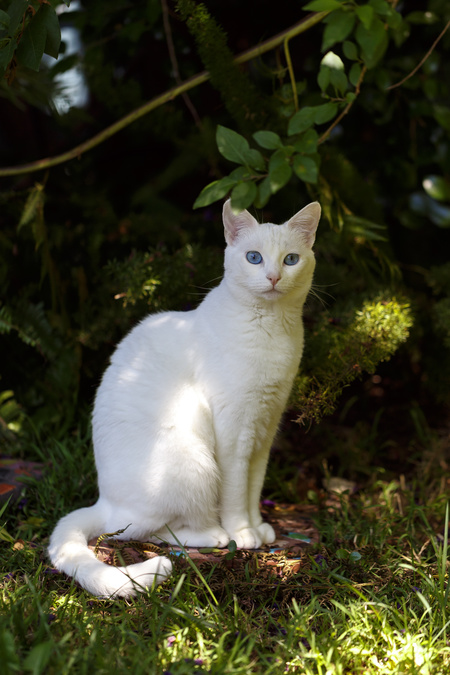 Baby Coconut