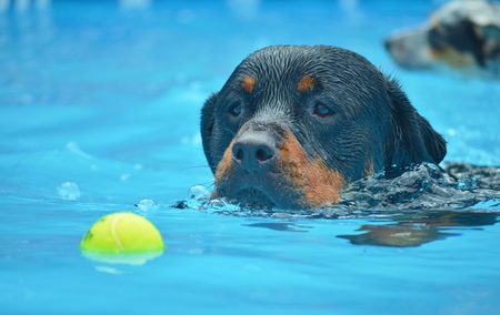 Mr. Bear *Cote’s Gentle Bear of August CGC, TDI, TT*