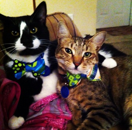 Prince Theodore Duke of Whiskers (b/w) and Pippin (tabby mix) 