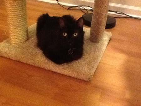 Ebony