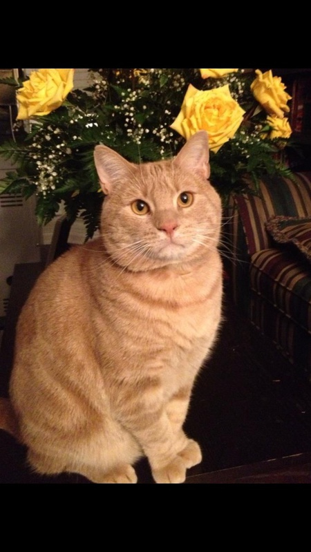 Garfield