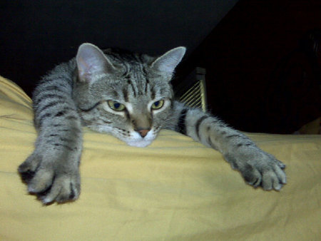 Leo