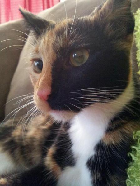 BELLA