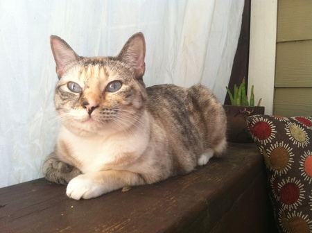 Piper