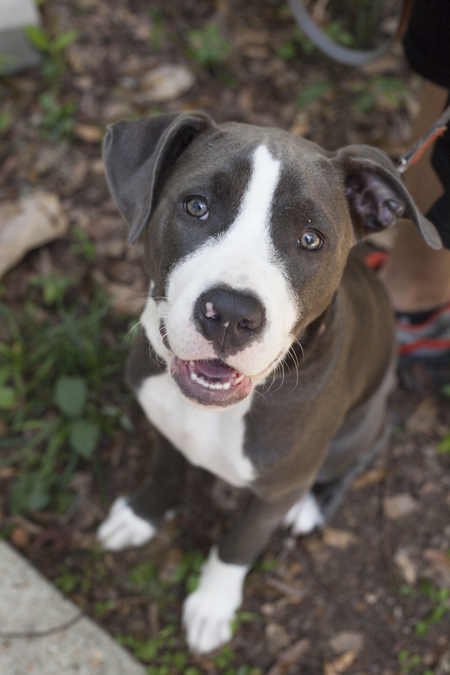 Blue Belle