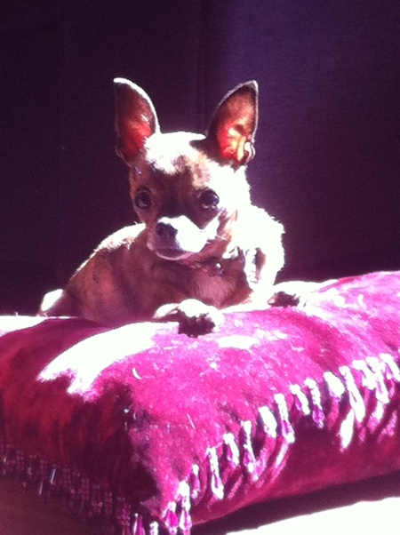 Mr. Coco 