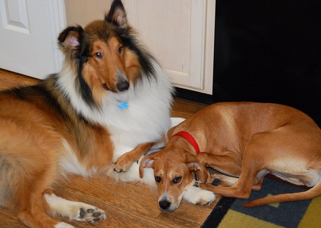 Wolfie and Lyra