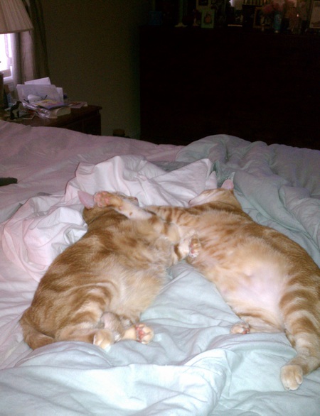 Buddha and Bubba Catnapping