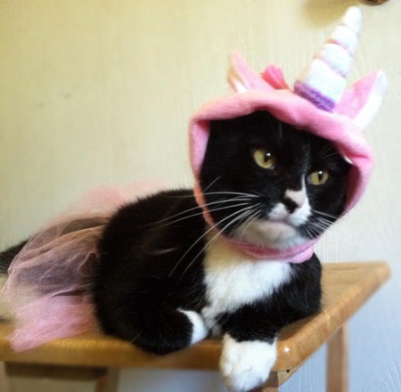 Cat Chronze