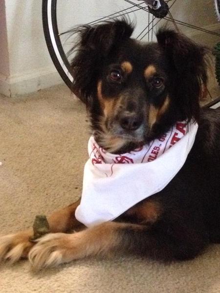 Darcy
