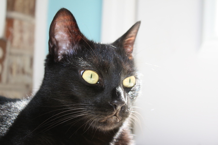 Dexter