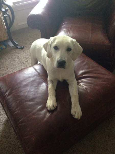 Cooper