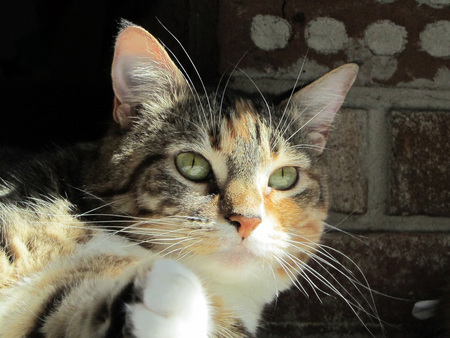Gracie