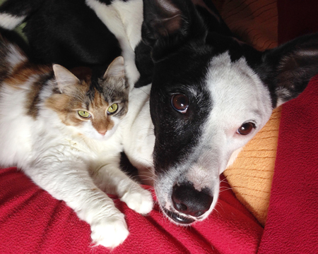 Bobbi (cat) and Bazooka Joe (dog)