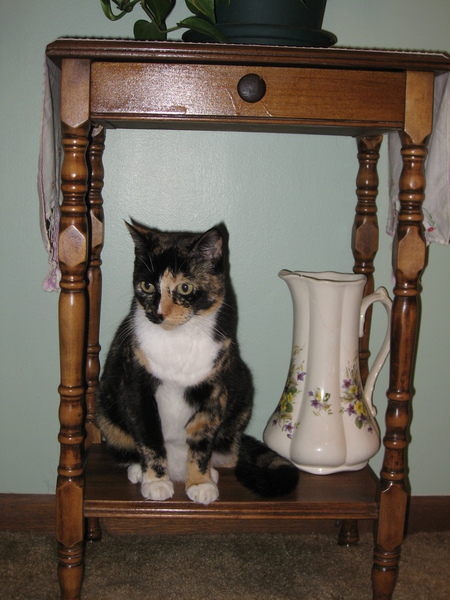 Callie