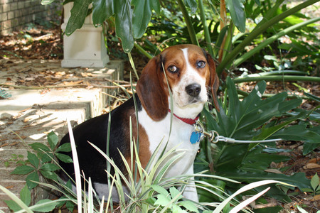 Buddy Lee