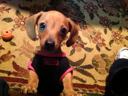 Entry image for Molly. Clicking this image will show a larger photo