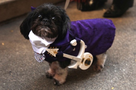Hank as Prince - Halloween 2016