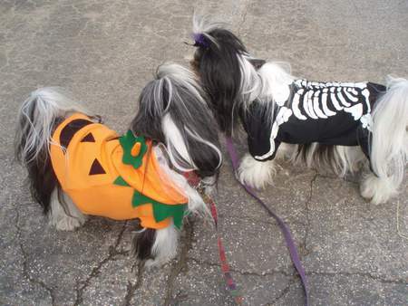 Lokai (skeleton) and Ludwig ready for Halloween 