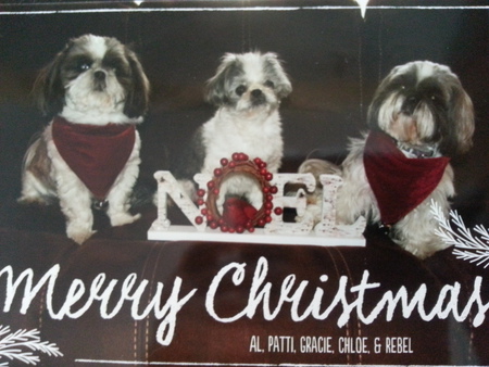 Gracie, Chloe,  and Rebel