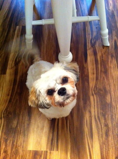 Bella Pearl Schmalfuss