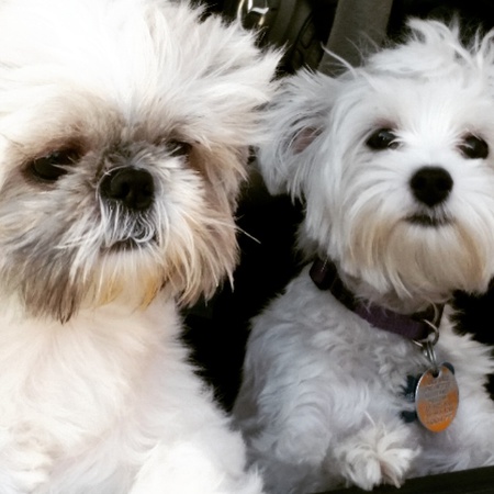 Gizmo and Lola
