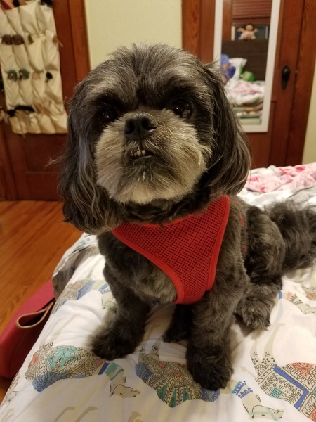 Jackie Boy