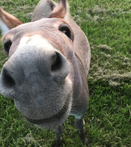 Baby Donk