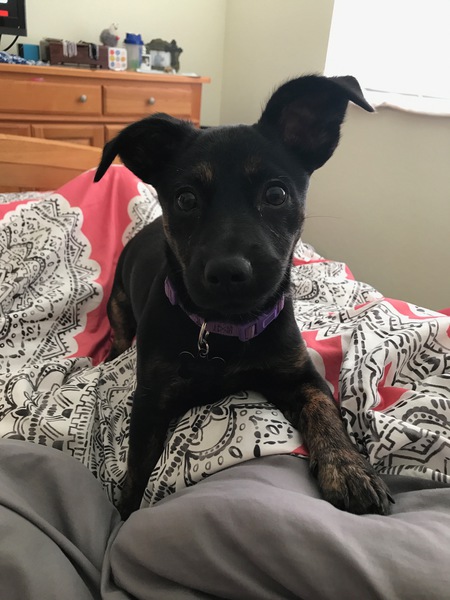 Cali