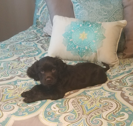 Bella