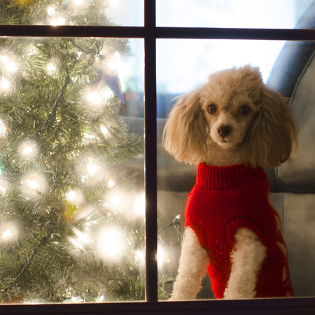 Jingle Bell