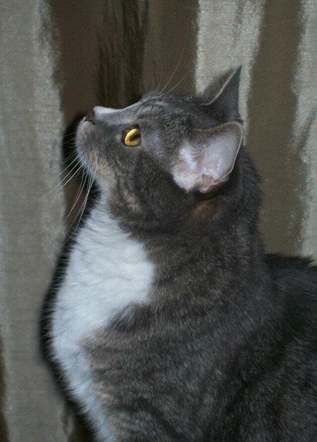 Dixon 