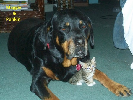 Maggie the Babysitter