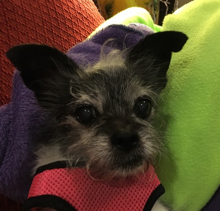 Bailey 