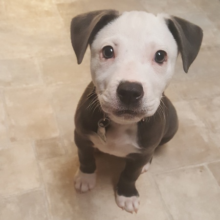 Maia