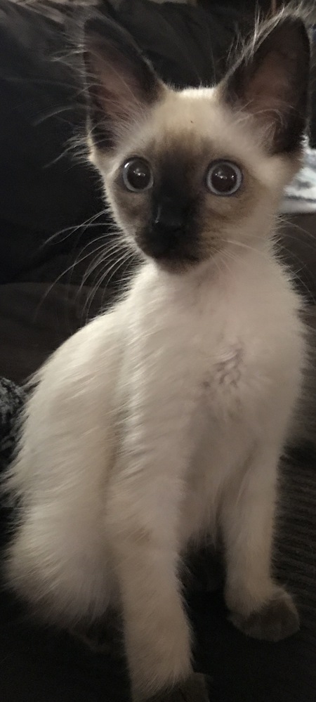 Vincent