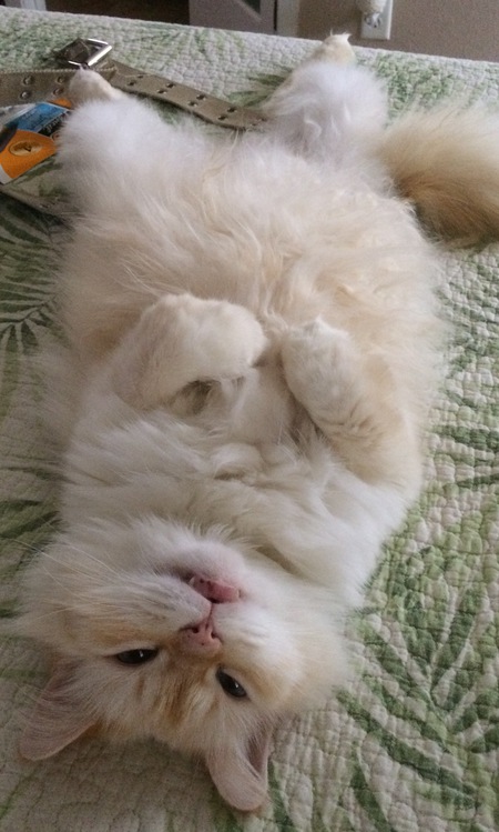 Jack