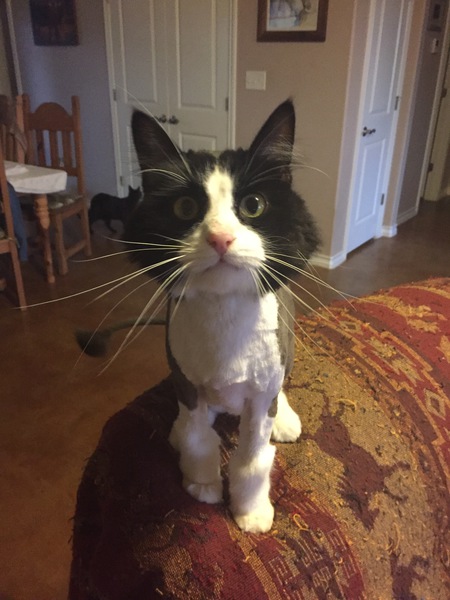 Oliver