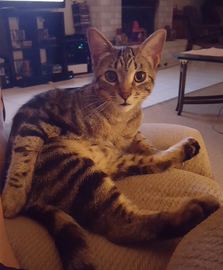 Dillon